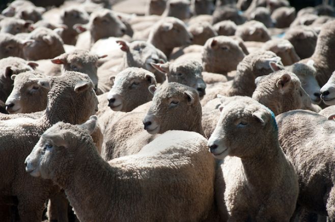 Exportación de carne ovina a EEUU marca importante renglón económico