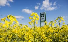 La colza se posiciona en Uruguay como un cultivo de invierno alternativo y rentable