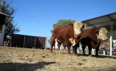 Los toros de Kiyú, un clásico de la zafra de reproductores