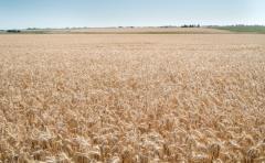 No prevén grandes cambios en el clima, ya que el Niño está en fase neutra