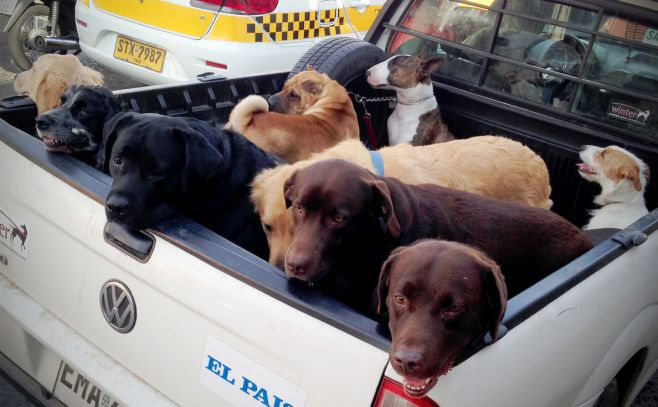 Cotryba: "Hay que bajar lo más rápidamente que se pueda la población canina"