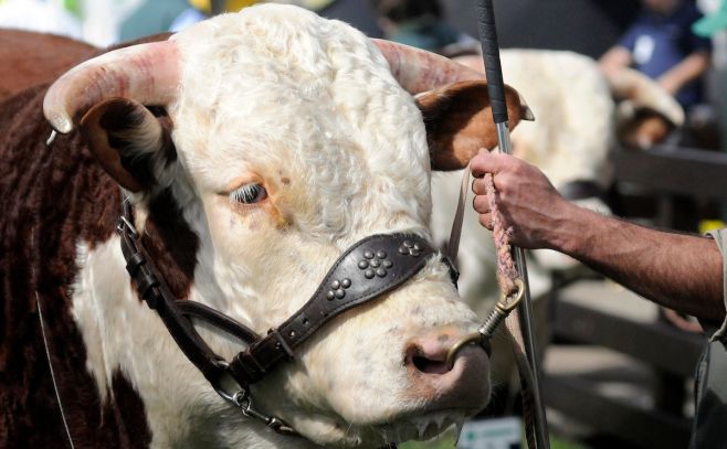 Zafra: con muy buen nivel genético, la ganadería promete estabilidad del negocio