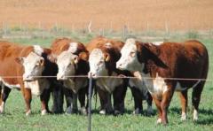 "Los toros de Kiyú" abre la zafra este sábado