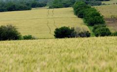 Invierno: lluvias y altas temperaturas inciden en la sanidad de los cultivos