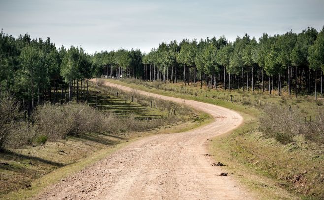 4ta Jornada Forestal del INIA, en la línea de la biodiversidad y la capitalización