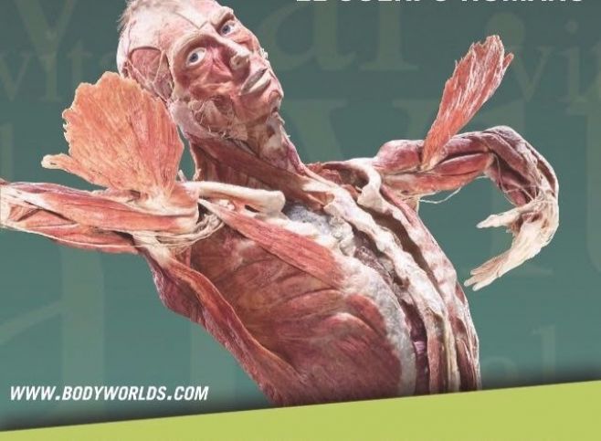 "Body Worlds Vital", la fascinante exposición sobre el cuerpo humano, llega a Montevideo este mes