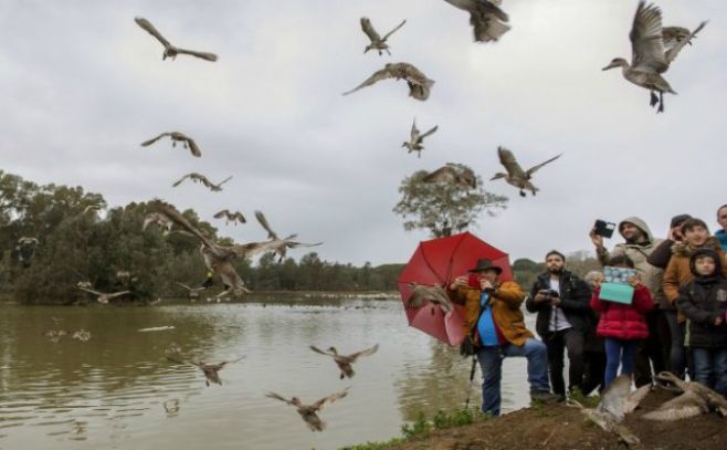 El misterio de las aves suicidas de Ecuador