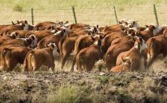 A todo martillo: Lote 21 remata ganados de calidad