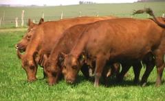 Avanza la zafra de toros, "con buenas ventas y buenos promedios"