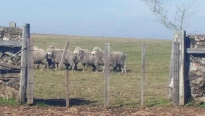 Intendencia de Canelones aporta tecnología a productores ovinos