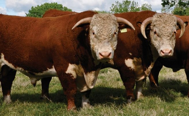 Viernes 20 de octubre: "Tupambaé" remata 40 toros Hereford