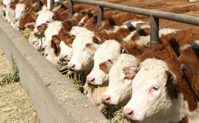 Adaptarse a los cambios puede ser "generar sinergia entre ganadería y agricultura"