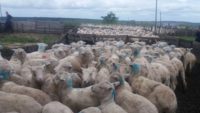 Firme pero seguro: EEUU abre sus puertas a la carne ovina uruguaya