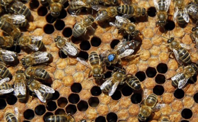 Cada año muere entre un 20 % y un 30 % de abejas en Uruguay