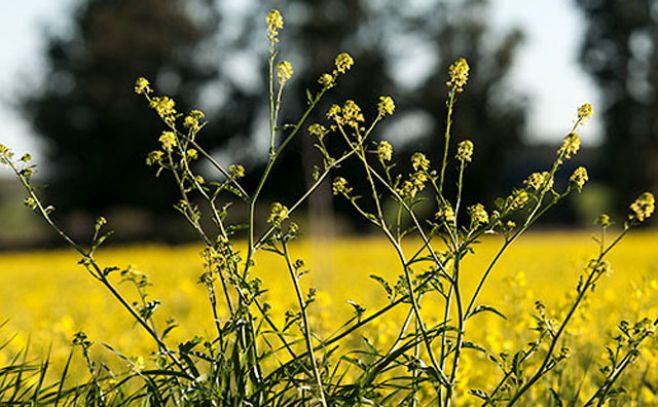 Comienza el segundo año de cultivo de soja no transgénica en Uruguay