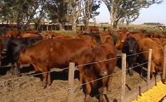 Carne: el 99% de las pérdidas es por falta de medidas en bienestar animal