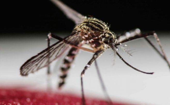 La herramienta que buscará combatir el Aedes Aegypti