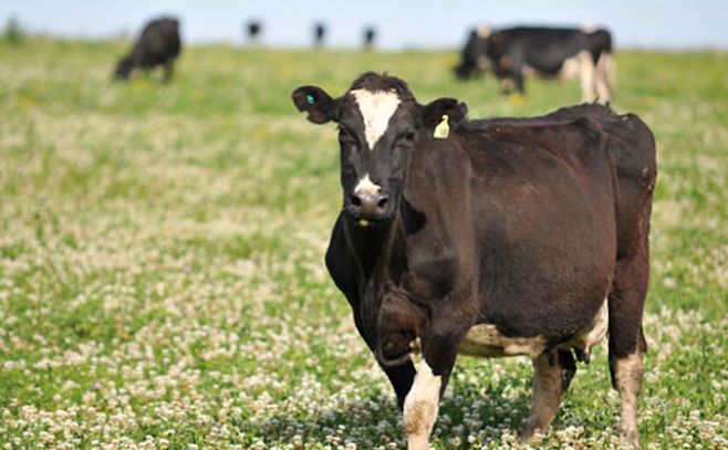 Exportación de carne uruguaya aumentó un 9 %