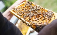 En Uruguay, por año, muere el 30% de las abejas, y en consecuencia hay menos apicultores