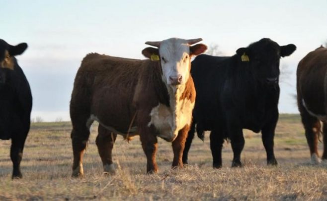 Toros: con un total 5.300 vendidos, el precio promedio se ubica en 2.800 dólares