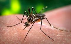 Maldonado presenta caso de dengue importado