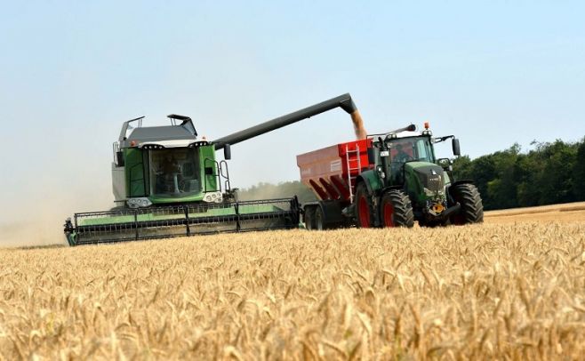 Trigo con rindes promedio de 2300 kg/há y "buena calidad"