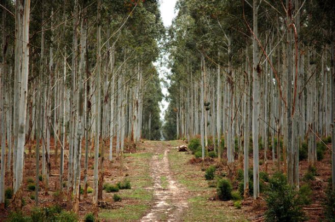 Sector forestal será el principal rubro exportador en 2018