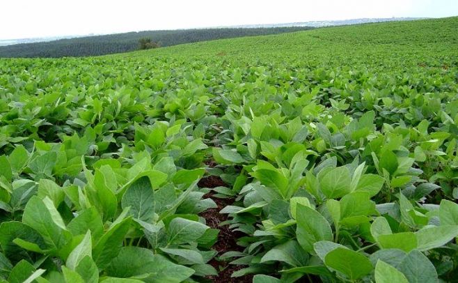 Argentina: los cambios en las políticas agropecuarias "favorecen las inversiones agrícolas"