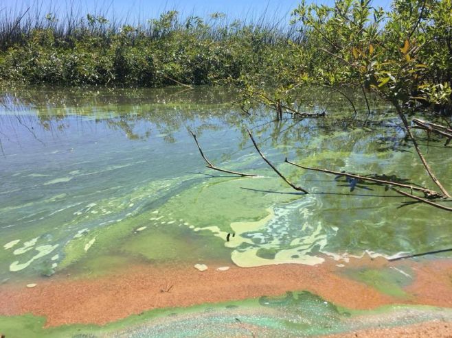 Las microalgas, la salud y el agua potable