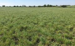 Pasturas: Prolesa apunta a la próxima zafra de invierno