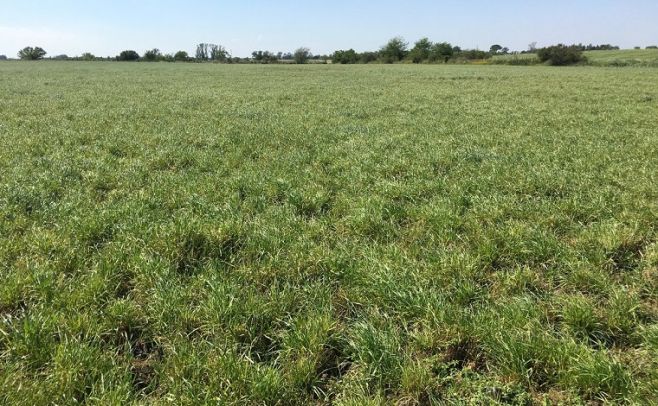 Pasturas: Prolesa apunta a la próxima zafra de invierno