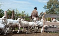 Ovinicultura: Intendencia de Canelones promueve tecnología para productores