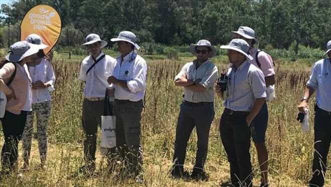 La importancia de los polinizadores en el ecosistema agrícola