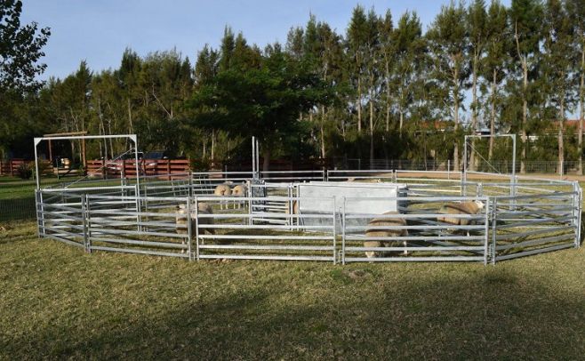 "Tecnología, manejo y bienestar animal", ejes para el rubro ovino