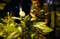 Comienza este mes la venta de fármacos de cannabis en Uruguay