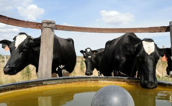 Exportación de carne uruguaya crece en 2017 con China como principal destino