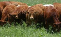 La producción de carne vacuna cayó trás racha de 5 años seguidos de crecimiento