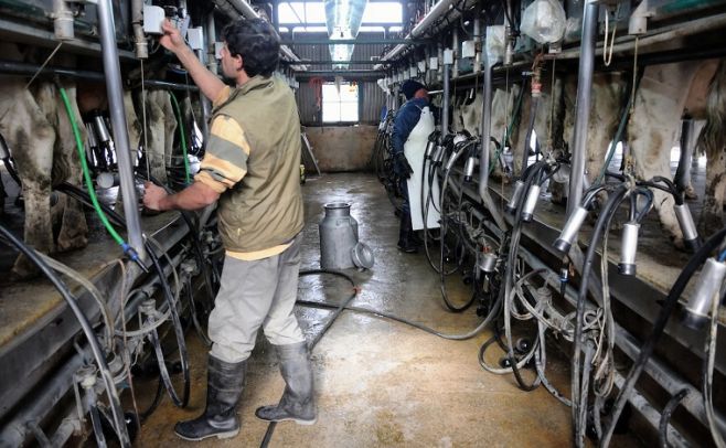 Productores de leche evitan invertir por incertidumbres del sector