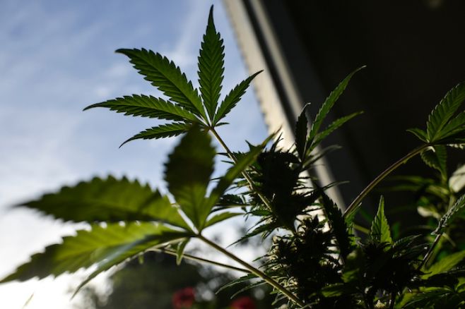 Uruguay consolidado como referente en la legalización de la marihuana Uruguay consolidado como referente en la legalización de la marihuana
