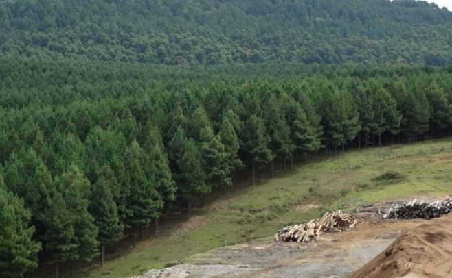 El sector forestal avanza en la cadena productiva nacional