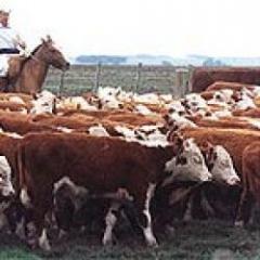 Venta de ganado en pie y embriones a China