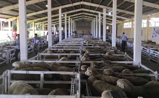 Con mercado "selectivo", avanza la zafra de carneros