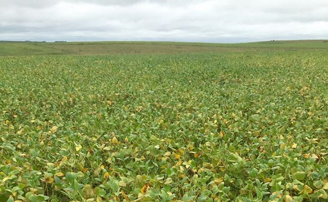 Caída regional: La sequía golpea a la soja, que compromete a la agricultura