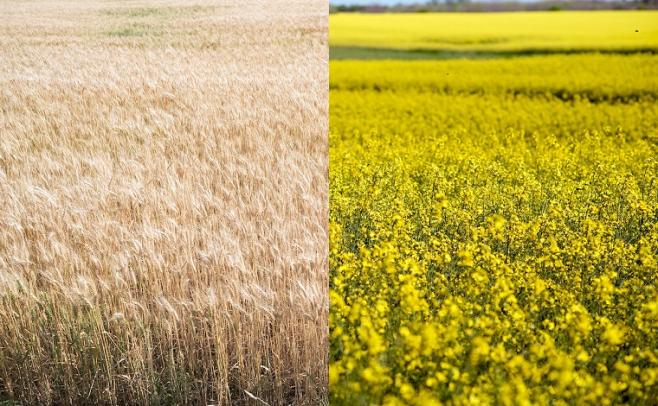 El agricultor ya planifica la campaña de invierno, donde se prevé un aumento de la canola