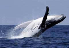 Antártico: 333 ballenas cazadas por barco japonés