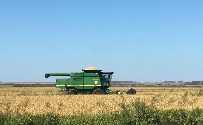 Arroz 17/18: Los rendimientos promedio pueden alcanzar los 8.300 kg/há