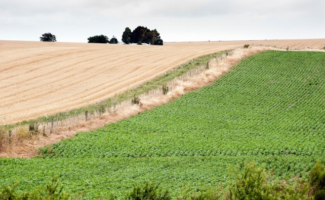 Manteniendo la disparidad, la soja en Paysandú tiene un piso de 1.000 kg/há