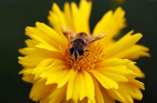 El desafío de proteger a las abejas
