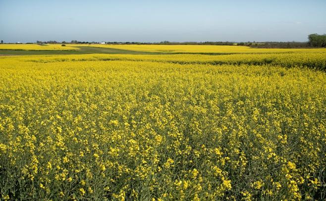 Agricultura: La canola y el trigo pueden ser "el respiro que necesita el productor"