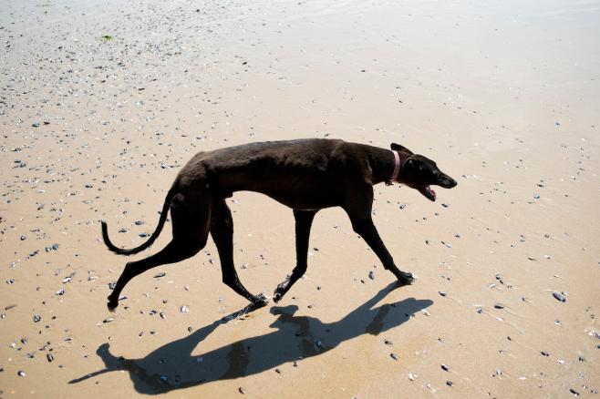 Cossia quiere prohibir las carreras de galgos y critica a la Cotryba por no controlarlas